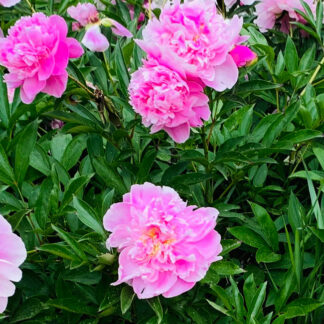 Green Compass CBD | pink flower garden